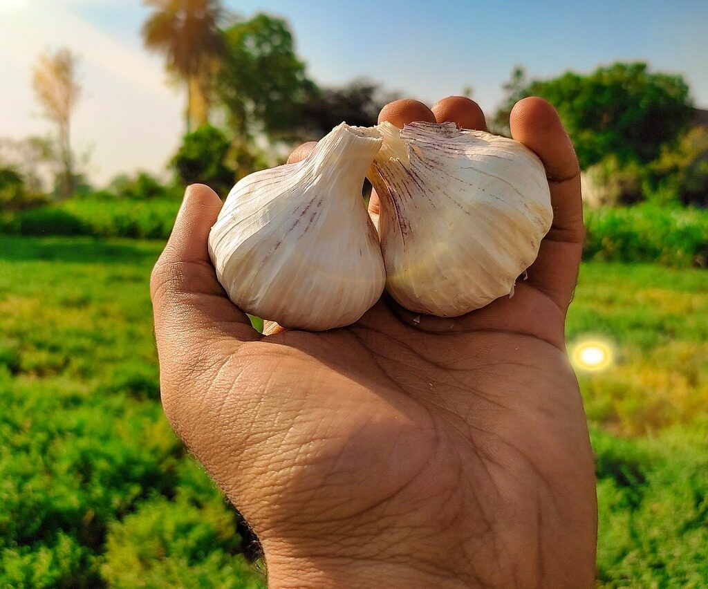 Garlic-1
