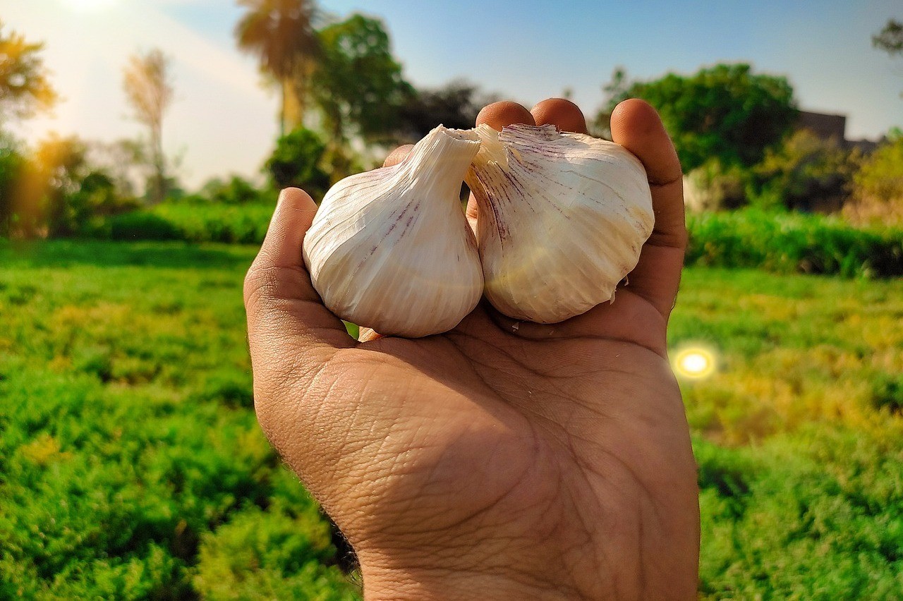 Garlic-1