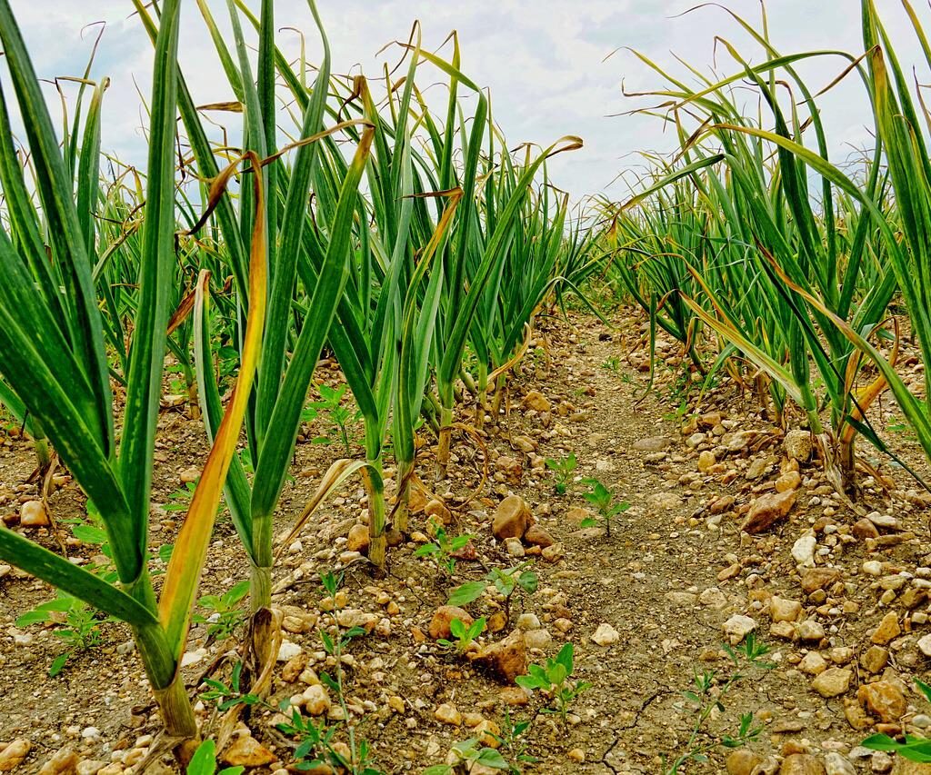 Garlic Field