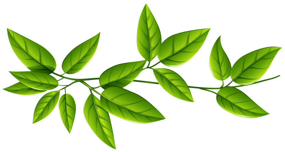 leaves Leaves