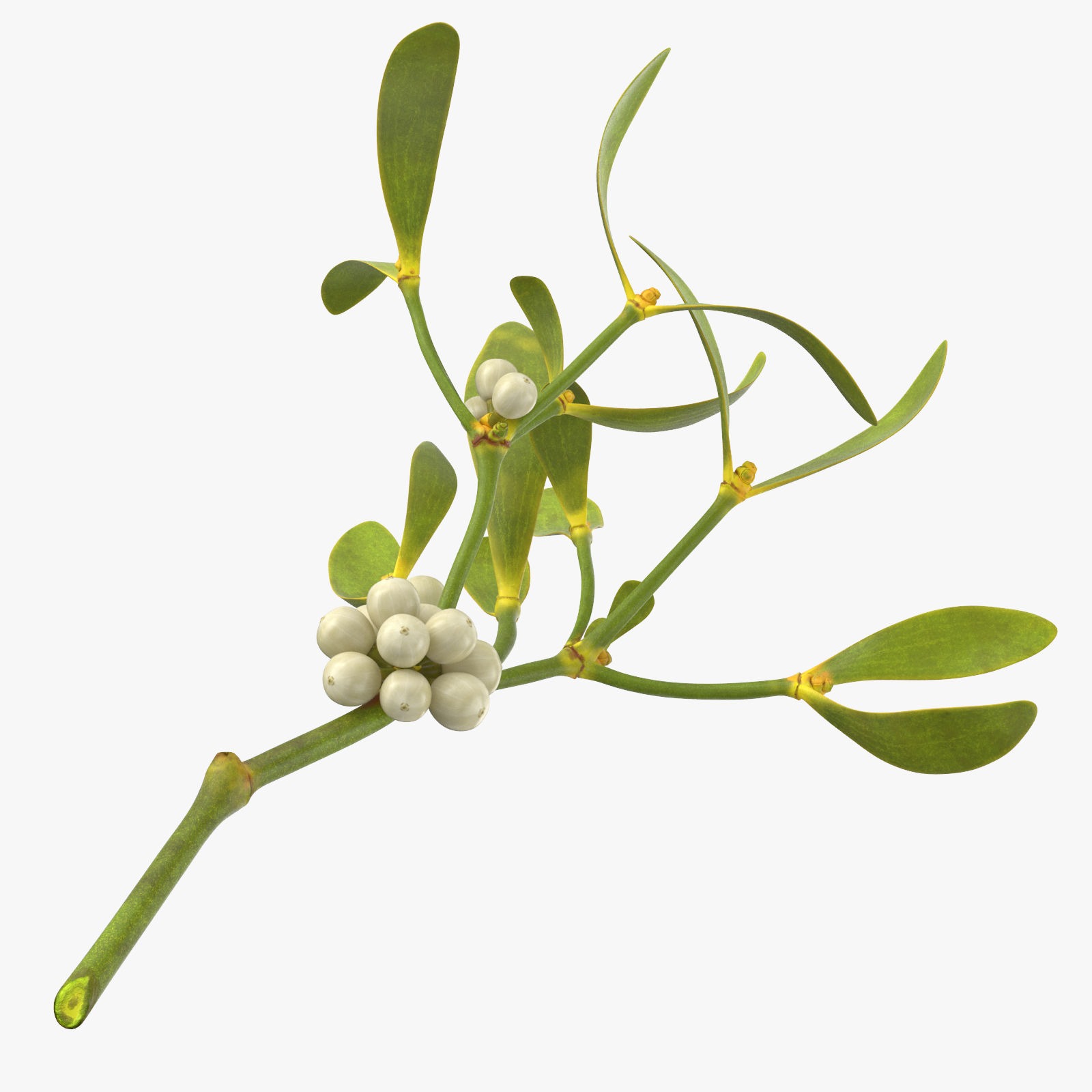 White Mistletoe