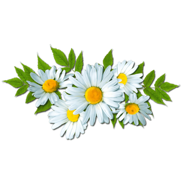 Camomile