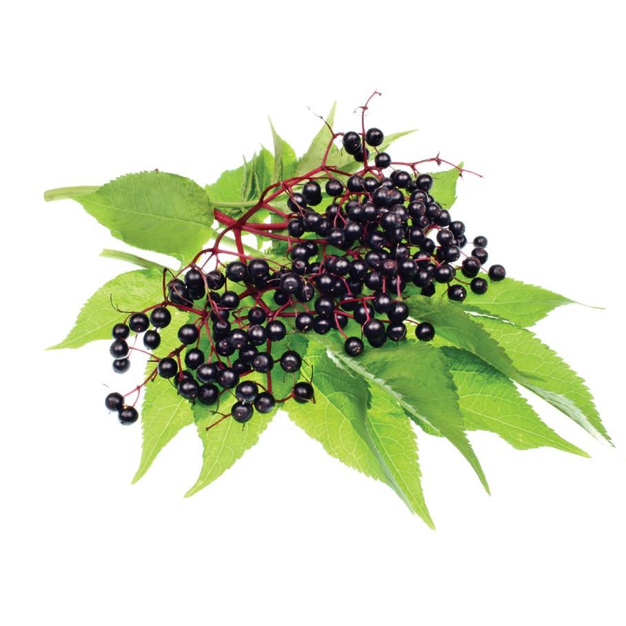 Elderberry