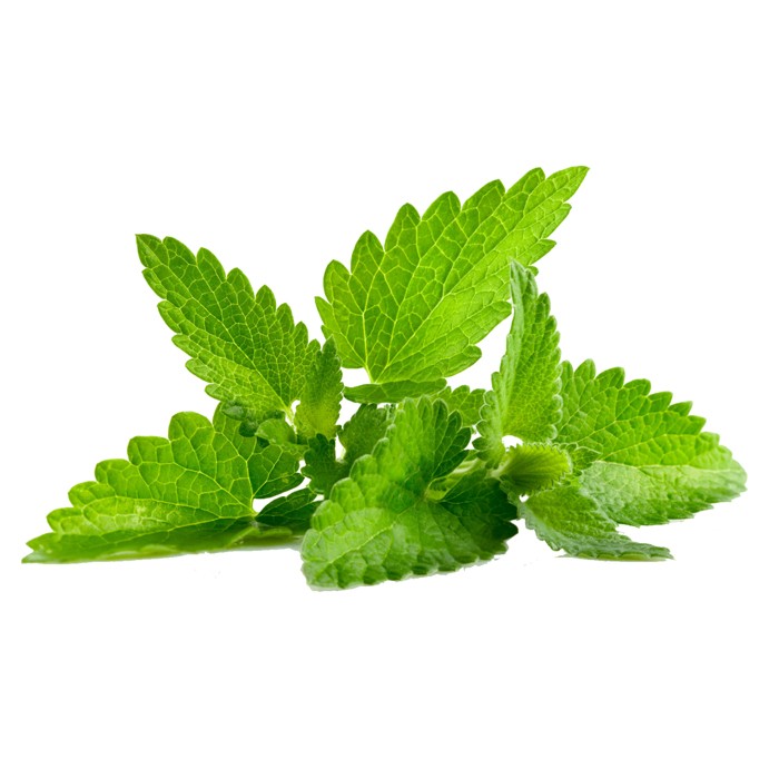 Lemon Balm