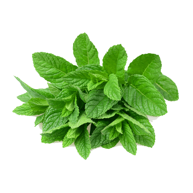 Mentha