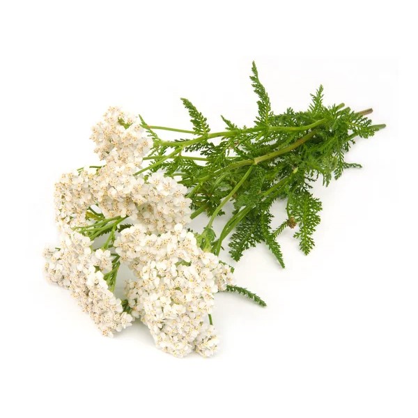 Yarrow