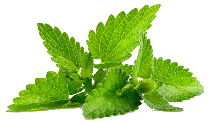 Lemon balm