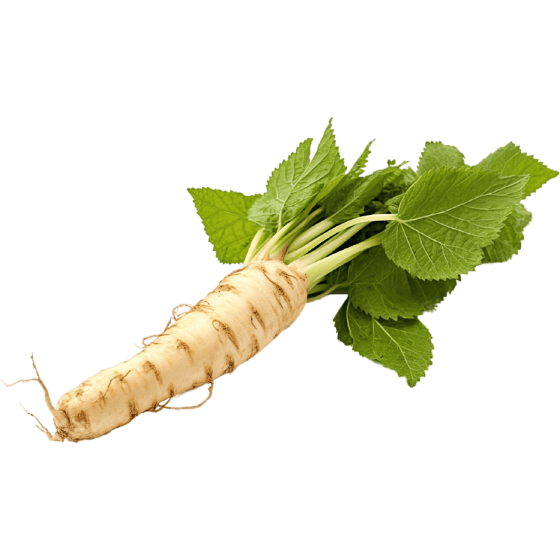 Horseradish