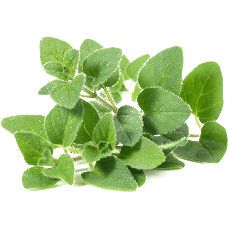 Oregano