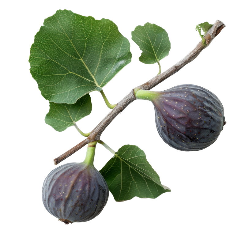 fig-tree Fig Tree