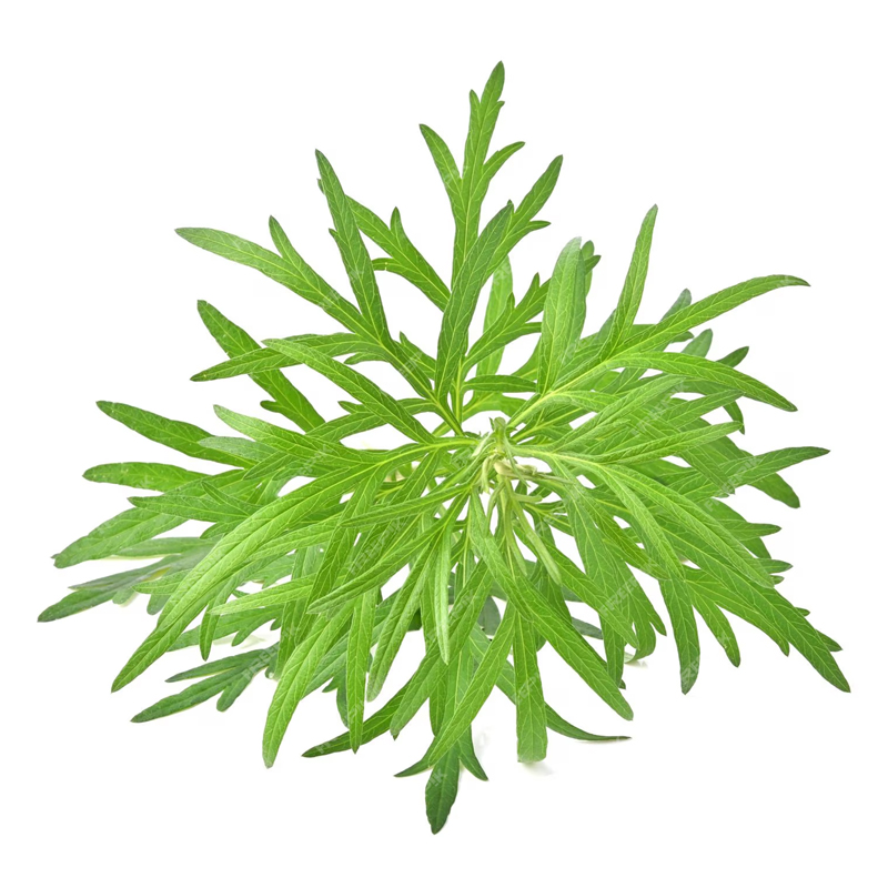 sweet-wormwood Sweet Wormwood
