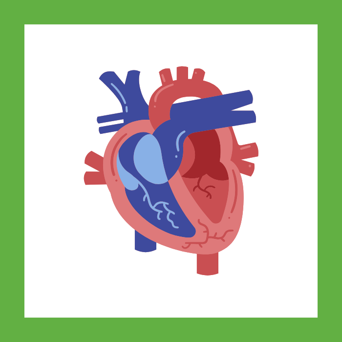 Cardiovascular System