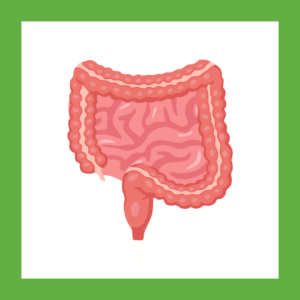Digestive System