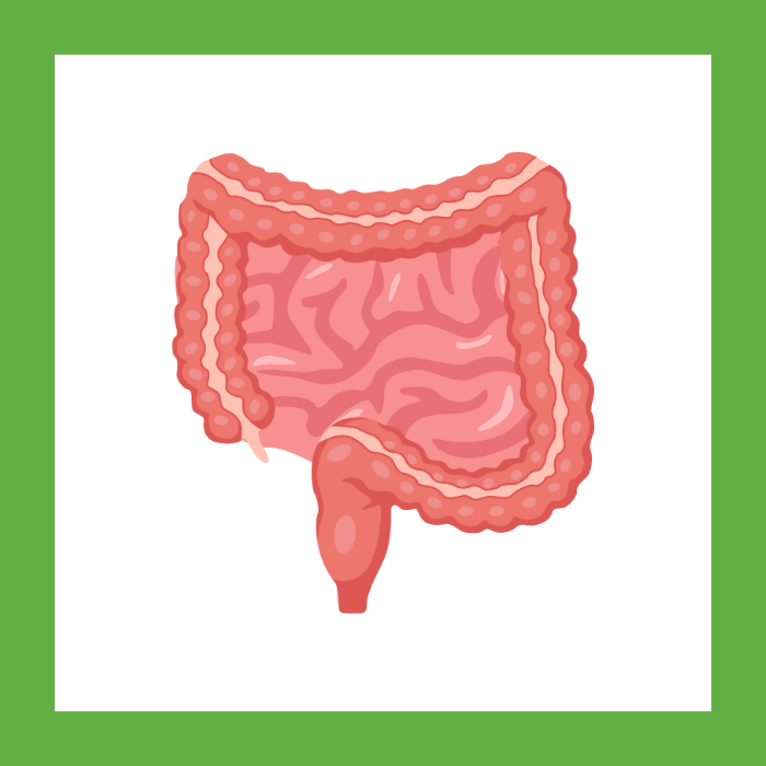 Digestive System